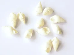 10 perles Coquillage spirale