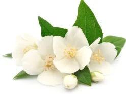 Senteur / fragrance pour bougie jasmin - 27 ml
